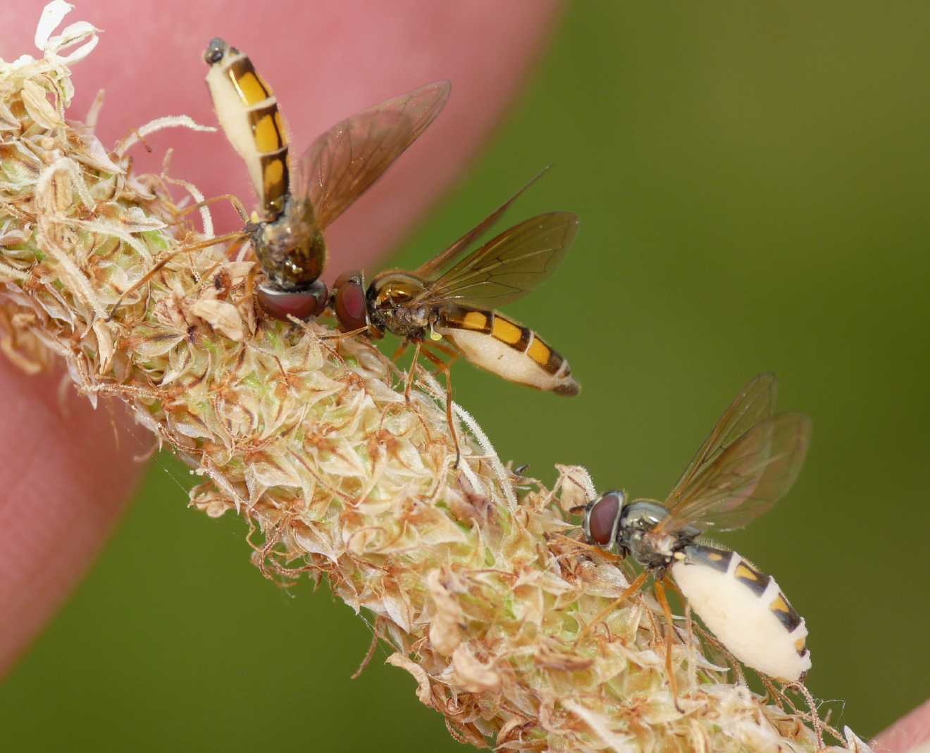 Melanostoma mellinum infettati da Entomophthora muscae .